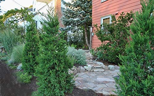 Hetzi Columnar Juniper | Live Gallon Size Trees | Juniperus Chinensis | Drought Tolerant Cold Hardy Evergreen Privacy Plants