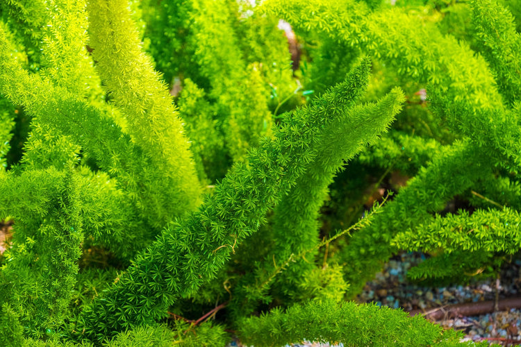 Foxtail Fern | 3 Extra Large 3 Gallon Plants | Asparagus densiflorus 'Meyersii' | Lush Texture | Architectural Greenery