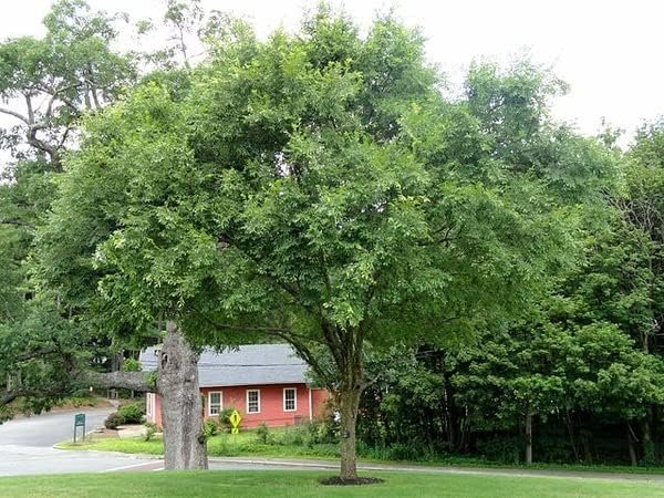 Drake Chinese Elm Tree | Live Plants | Lacebark Elm | Ulmus Parvifolia | Semi-Evergreen Fall Colors Red Purple & Yellow