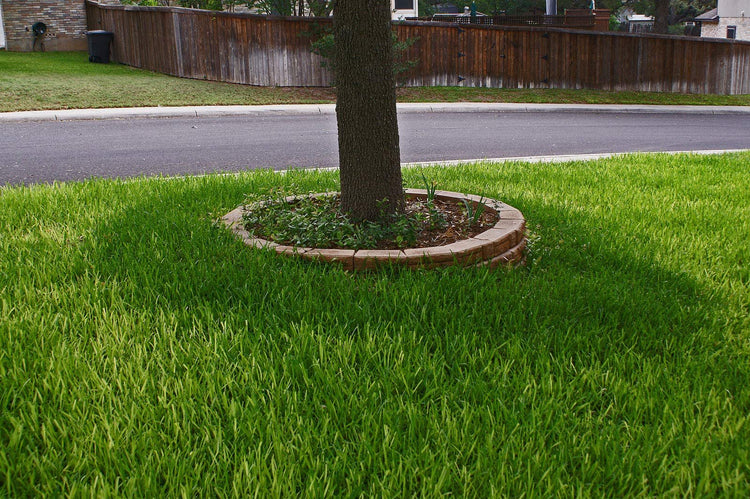 St. Augustine 'Floratam' Inch Sod Plugs - Drought, Salt and Shade Tolerant Turf Grass