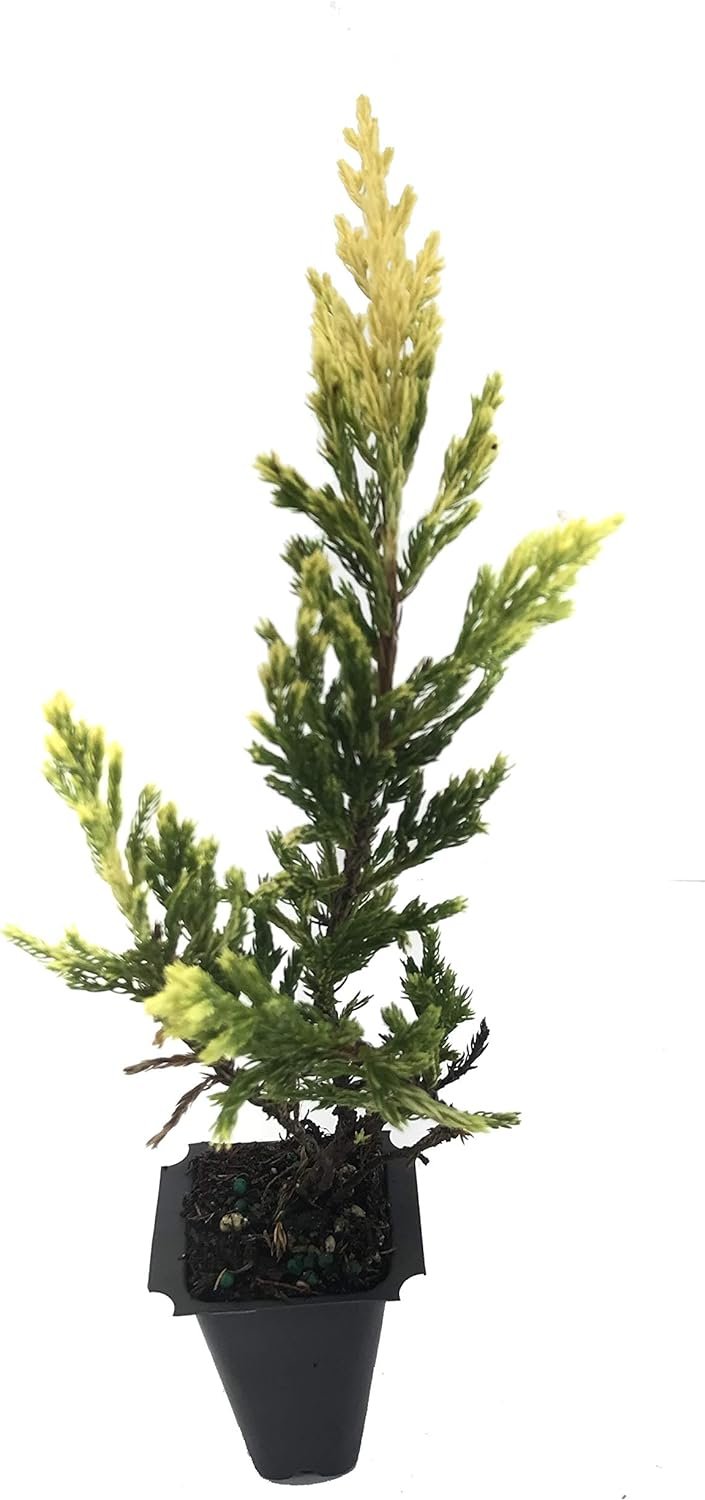 Lime Glow Juniper - Live Plants - Juniperus Horizontalis - Hardy Evergreen Ground Cover