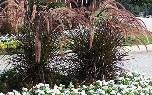 Red Fountain Grass | Live Plants | Pennisetum Setaceum Rubrum | Blooming Ornamental Grass