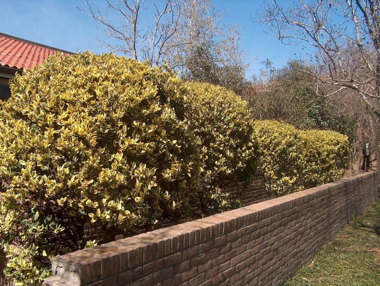 Ligustrum Japonicum Howardi I Large Gallon Size Plants I Variegated Privet Howard I Quality, Evergreen Japanese Privet Shrub for Ornamental Landscaping, Fast-Growing, Low-Maintenance