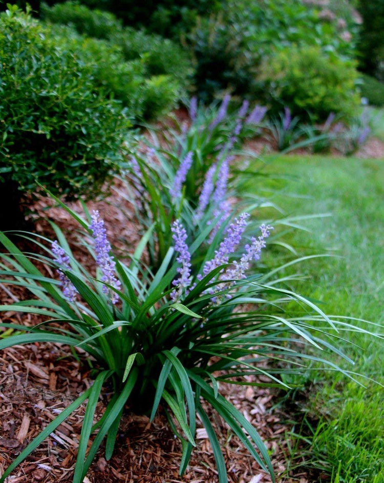 Super Blue Lilyturf - Liriope Muscari - 1 Live 4 Inch Pot - Drought Tolerant Low Maintenance Groundcover Plants