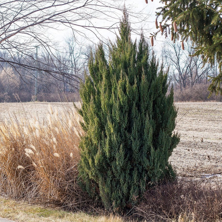 Spiny Greek Juniper | Live Gallon Size Tree | Juniperus Chinensis | Drought Tolerant Cold Hardy Evergreen Screening Plant