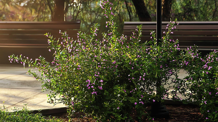 Mexican Heather | Live Plants | Cuphea Hyssopifolia | Flowering Ground Cover | Heat-Tolerant Garden Plants