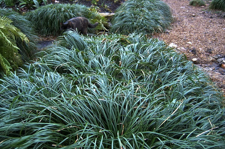 Mondo Grass Ophiopogon Japonicus | Large Quart Size Plants | Live Shade Loving Evergreen Groundcover Plants