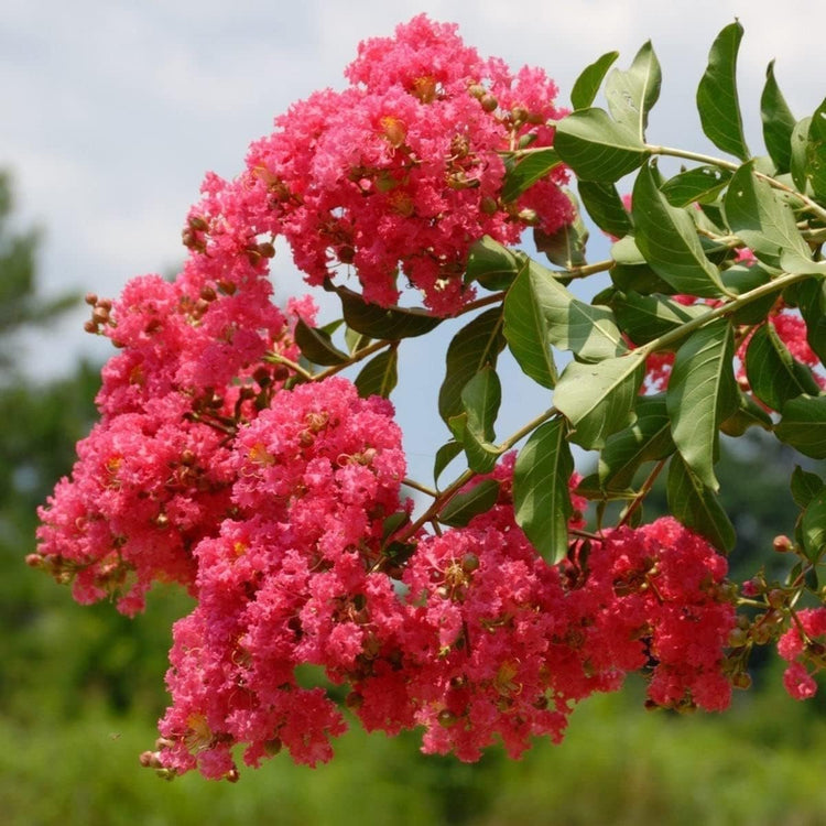 Crape Myrtle Tuscarora | Live Plants | Lagerstroemia Indica | Vibrant Red Flowers | Fast-Growing Ornamental Shrub | Drought-Tolerant | Garden Beauty