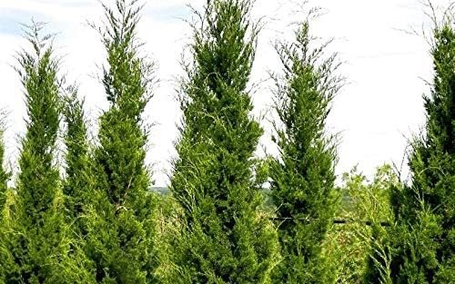 Hillspire Juniper | Live Plants | Stunning Evergreen for Ornamental Landscaping | Privacy Screen or Windbreak, Drought Resistant