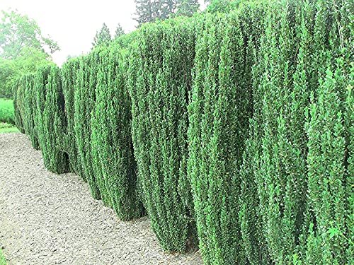 Sky Pencil Japanese Holly - Live Gallon Size Plants - Ilex Crenata - Low Maintenance Formal Evergreen Hedge