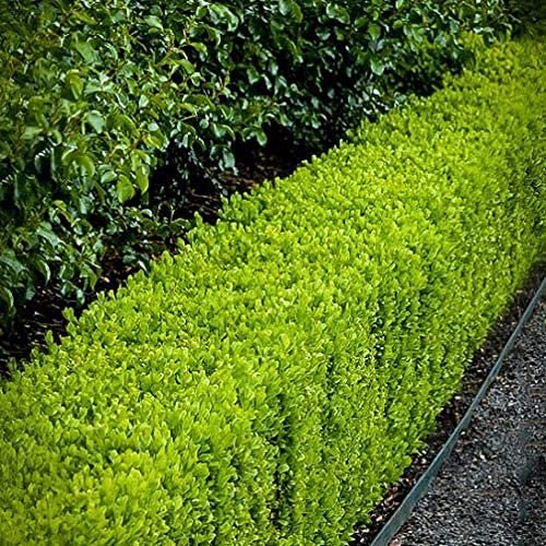 Japanese Boxwood | Live Inch Pots | Buxus Microphylla | Formal Evergreen Low Maintenance Hedge