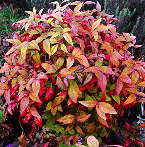 Firepower Heavenly Bamboo - Live Plants - Nandina Domestica