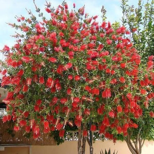 Bottlebrush Red Cluster Tree I Live Plants I Callistemon Citrinus Red Cluster I Vibrant Red Blooms, Fast-Growing, Drought-Tolerant Outdoor Plant, Ideal for Gardens (10 Plants)