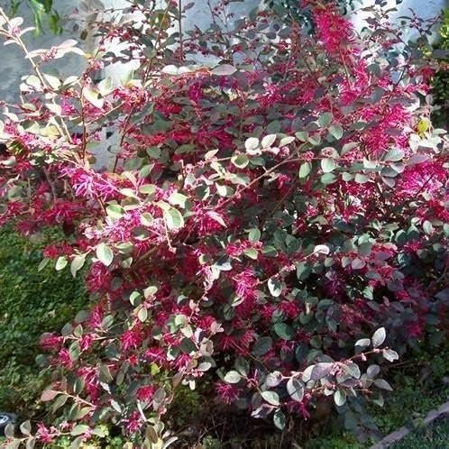 Loropetalum Plum Delight | Extra Large 3 Gallon Plant | Loropetalum Chinense VAR. Rubrum | Lush Landscaping | Garden Accent