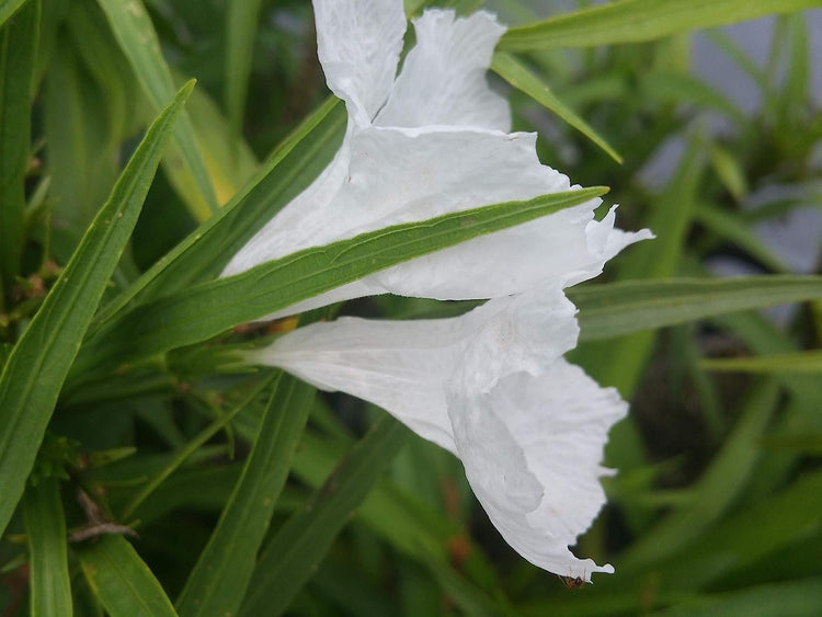 Dwarf Mexican Petunia White | Katie's Dwarf Ruellia Brittoniana | Live Plants