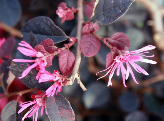 Loropetalum Plum Delight I Live Quart Size Plants I Chinese Fringe Flower I Eye-Catching Plum-Colored Foliage and Vibrant Pink Blooms, Perfect for Hedges and Decorative Plantings