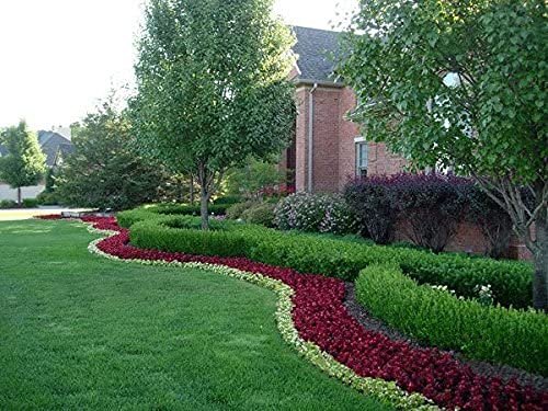 Winter Gem Boxwood | Large Gallon Size Plants | Buxus Microphylla Japonica | Fast Growing Cold Hardy Formal Evergreen Hedge Shrub