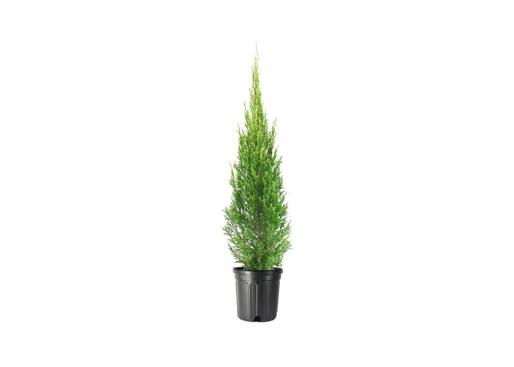 Medora Juniper | Live Gallon Size Plants | Perfect for Year-Round Landscaping, Privacy Screening, and Low Water Environments, Drought-Tolerant