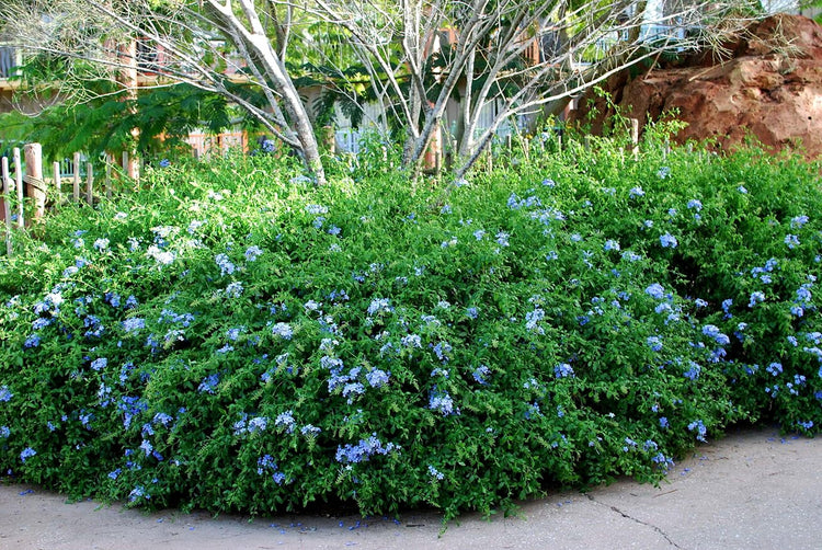 Plumbago Imperial Blue | Extra Large Gallon Plants | Plumbago auriculata | Flowering Shrub | Drought Tolerant