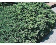 San Jose Juniper - Live Plants - Juniperus Chinensis - Drought Tolerant Cold Hardy Evergreen Ground Cover