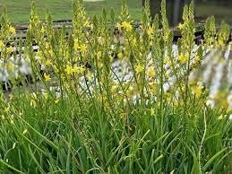 Bulbine Yellow | Live Gallon Size Plants | Bright Yellow Flowering Succulent, Live Plant, Perfect for Sunny Gardens, Drought-Tolerant Landscape Addition