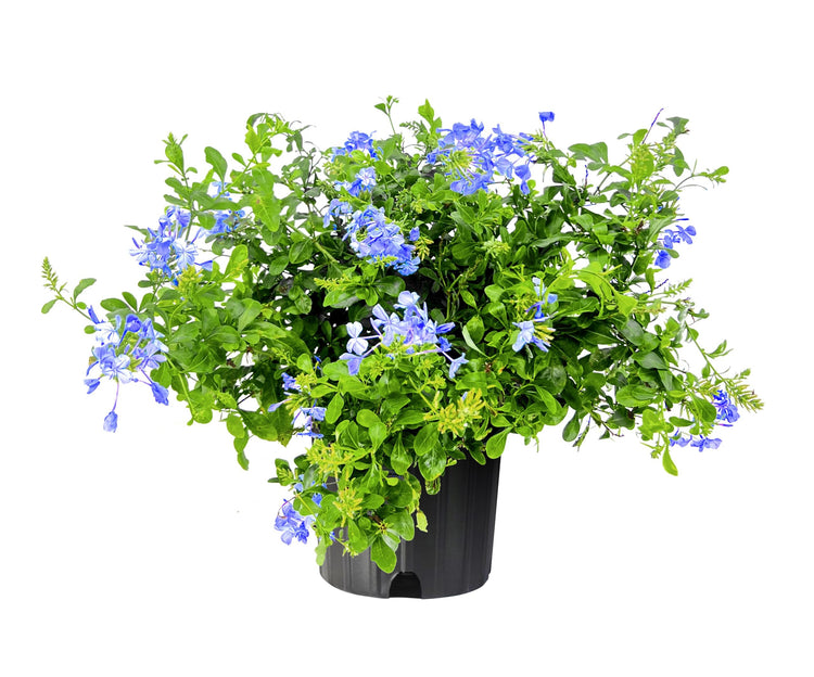 Plumbago Imperial Blue | Extra Large Gallon Plants | Plumbago auriculata | Flowering Shrub | Drought Tolerant