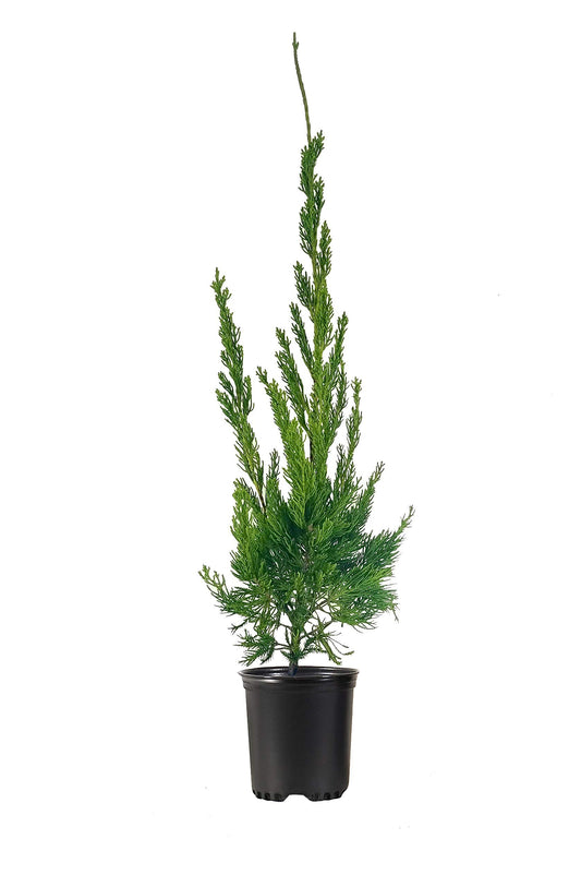 Hollywood Juniper - Juniperus Chinensis Torulosa - Live Quart Size Trees - Drought Tolerant Cold Hardy Evergreen Plant