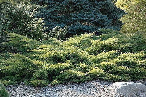 Gold Star Juniper - Live Plants - Juniperus Chinensis - Drought Tolerant Cold Hardy Evergreen Ground Cover