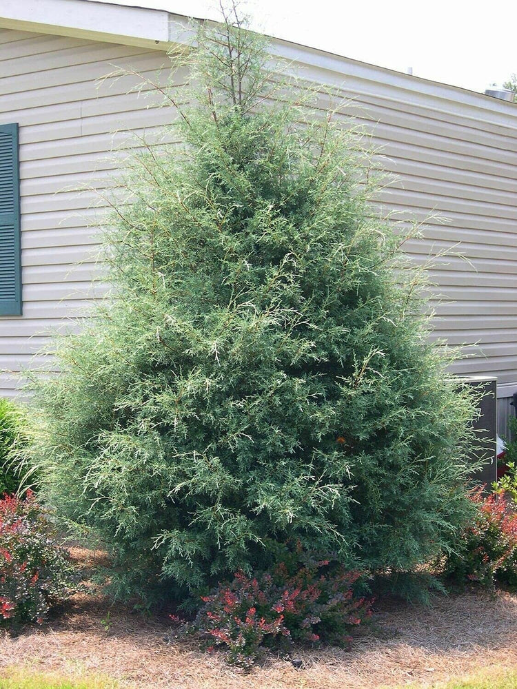 Carolina Sapphire Cypress Tree | Live Quart Size Plants | Beautiful Evergreen Low Maintenance Cold Hardy Privacy Screen