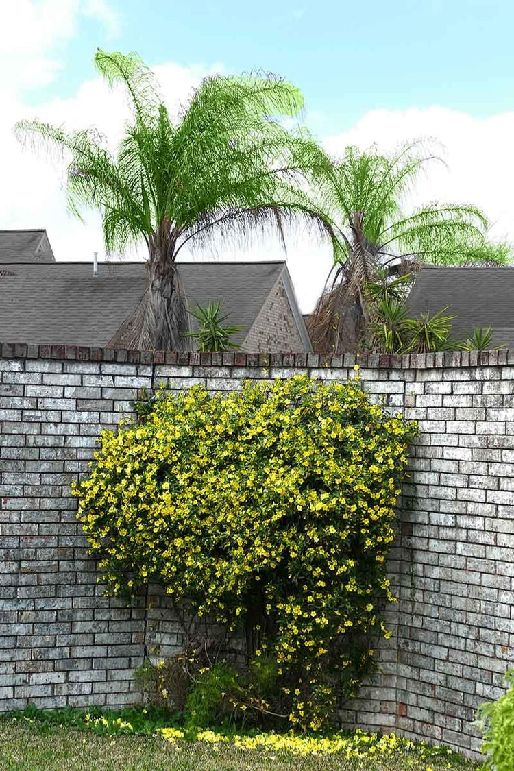 Carolina Jasmine | Live Plants | Gelsemium Sempervirens Jessamine | Fragrant Blooming Vine Foliage