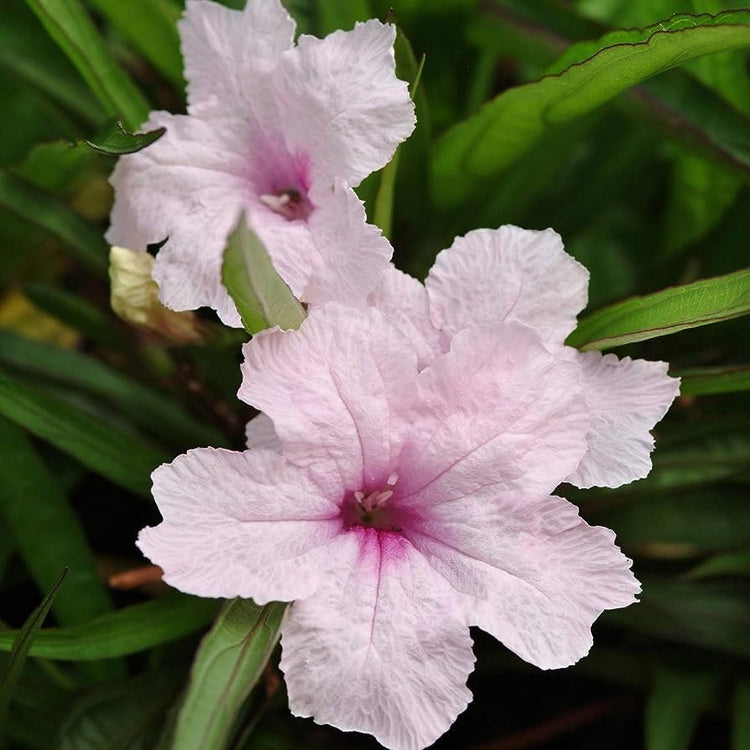 Mexican Petunia Pink I Large Gallon Size Plants I Ruellia Brittoniana | Live Delicate Pink Flowers, Drought and Heat Tolerant, Perfect for Borders and Containers