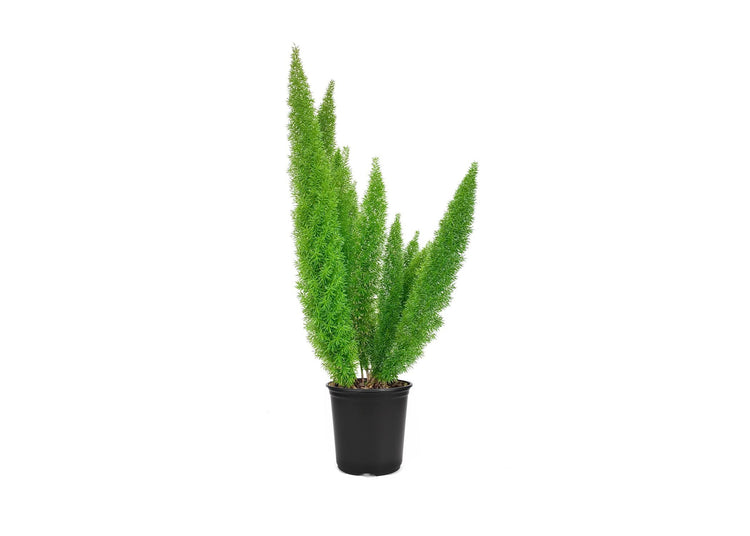 Foxtail Fern Myers | Large Gallon Size Plants | Live Asparagus Densiflorus Myersii | Unique Tropical Landscape Groundcover