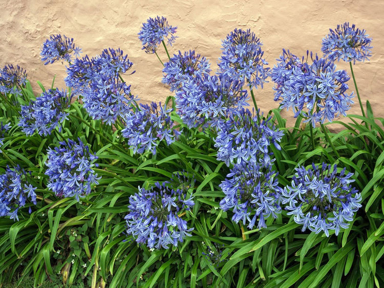 Agapanthus Africanus Lily of The Nile | Large Gallon Size Plants | Low Maintenance Flowering Groundcover Grass