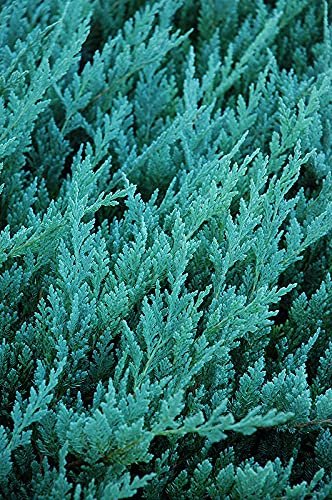 Juniper Blue Chip - Live Gallon Size Plants - Juniperus Horizontalis - Evergreen Cold Hardy Drought Tolerant Groundcover