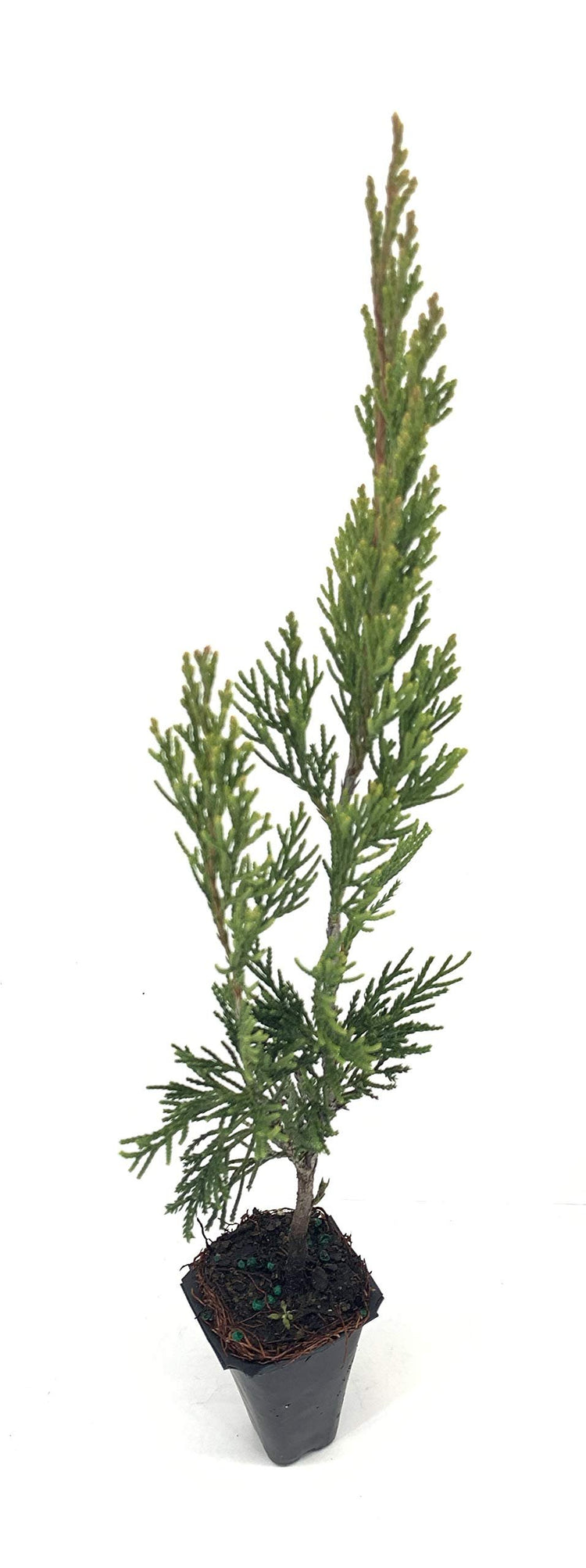 Spartan Juniper - Live Trees - Juniperus Chinensis