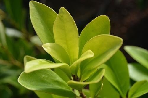 Anise Forest Green | Extra Large Gallon Plants | Illicium parviflorum | Fragrant Foliage | Shade Tolerant