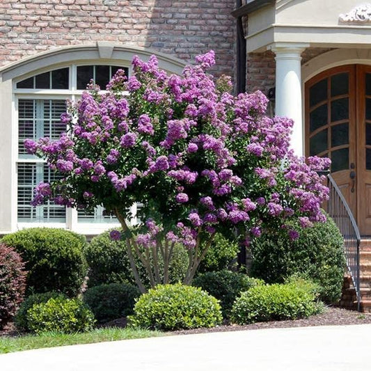 Catawba Crape Myrtle Rich Purple Blooms | Live Plants | Drought & Heat Tolerant, Ideal for Year-Round Garden Beauty