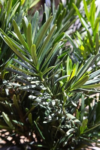 Podocarpus Pringles | Extra Large Gallon Plant | Podocarpus Macrophyllus 'Pringles' | Ideal for Hedges | Low Maintenance Shrub