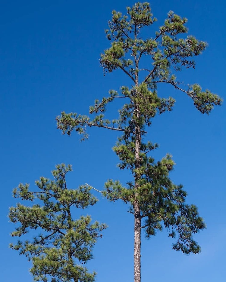 Loblolly Pine Tree Plants | Live Seedlings | Pinus Taeda | Fast-Growing Evergreen for Landscaping | Ideal Plants for Large Spaces