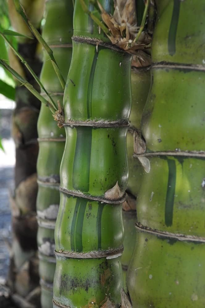 Striped Dwarf Buddha Belly Bamboo | Live Plants | Bambusa Vulgaris Wamin Striata | Rare Non-Invasive Clumping Bamboo