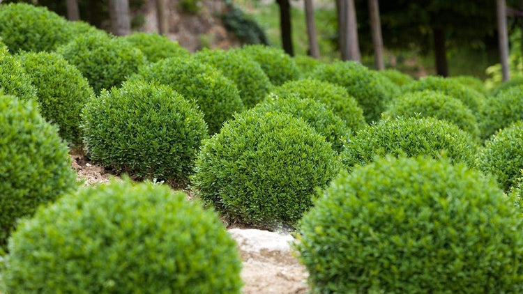 Winter Gem Boxwood - Live Plants - Inch Containers - Buxus Microphylla Japonica - Fast Growing Cold Hardy Formal Evergreen Shrub