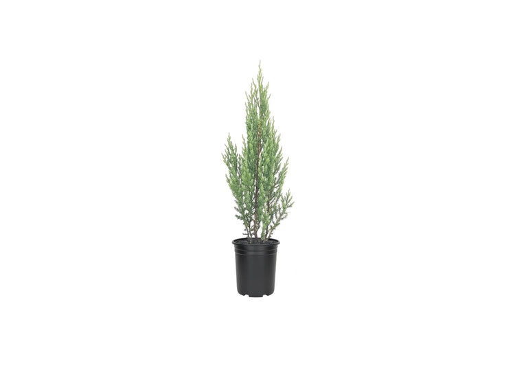 Blue Point Juniper Tree | Live Inch Pots | Juniperus Chinensis | Hardy Evergreen Shrub | Perfect for Landscaping | Low Maintenance Plants