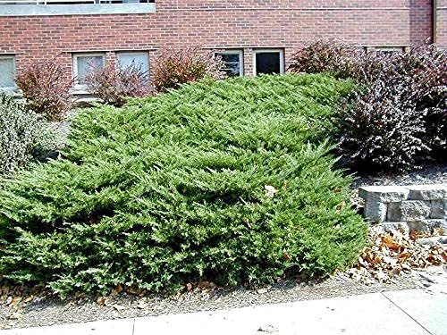 Juniper Kallay - Live Gallon Size Plants - Juniperus Chinensis - Drought Tolerant Cold Hardy Evergreen Groundcover