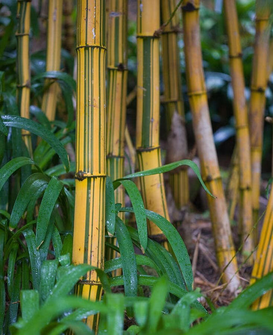 Bambusa Vulgaris Vittata | Live Plant | Golden Hawaiian Bamboo | Beautiful Rare Unique Specimen | Non-Invasive Clumping Bamboo Privacy Screen