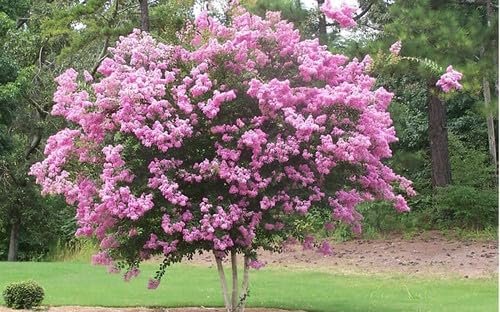 Crape Myrtle Rhapsody in Pink | Extra Large Gallon Plants | Soft Pink Blooms, Live Plant, Elegant Ornamental Shrub for Graceful Garden Displays