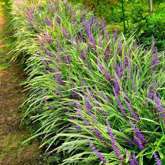 Variegated Liriope | Large Gallon Size Plants I Liriope Muscari Variegata I Live Striking Evergreen Perennial with Colorful Foliage, Ideal for Borders