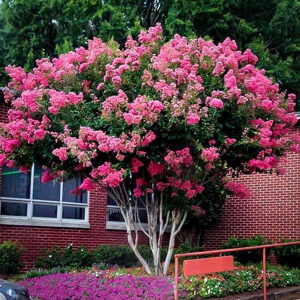 Crape Myrtle Pink Velour | Live Plants | Lush Magenta-Pink Blooms, Live Plant, Elegant Ornamental Shrub for Distinctive Garden Accents