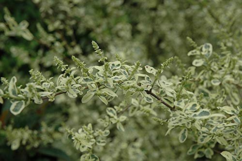 Ligustrum Sinense Variegated - Live Plants - Chinense Privet Sinense - Deciduous Flowering Ornamental Shrub