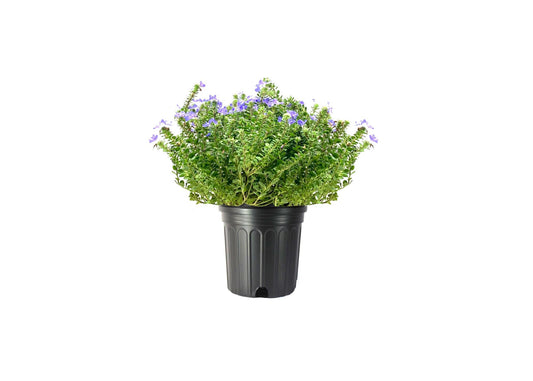 Beach Bum Blue I Large Gallon Size Plants I Evolvulus Glomeratus I Live Low-Maintenance, Drought-Resistant, Ideal for Coastal Gardens