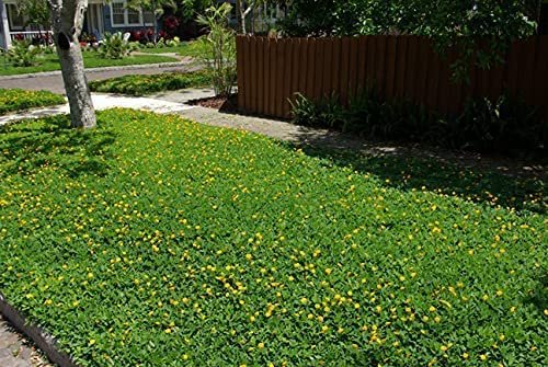 Ornamental Peanut Grass | Live Plants | Arachis Glabrata | Drought Tolerant Low Maintenance Turf Groundcover